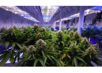 Michigan to Start Taking Applications for Adult-Use Cannabis Businesses Friday